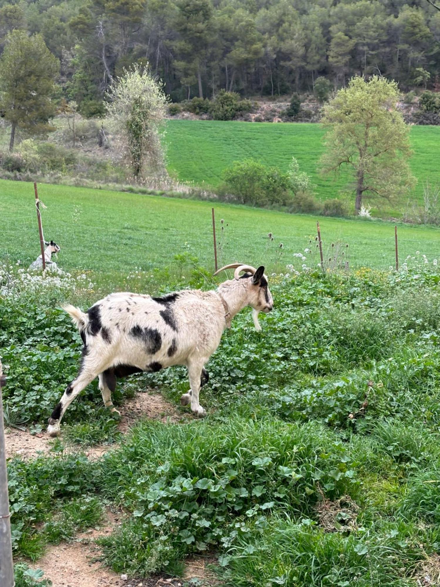 Ca L'Oreneta El Pla de Manlleu Kültér fotó